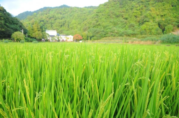 這片有機稻田的後方就是東豐拾穗有機農場