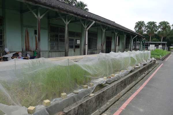 台大農藝系師生在磯小屋外種植各式古稻