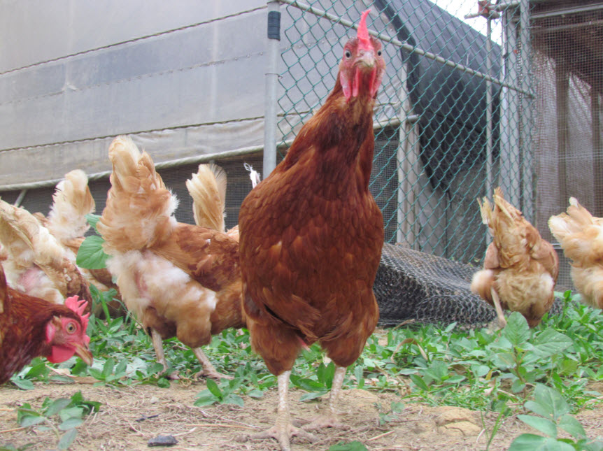 「自然放牧」飼養系統，除有室內禽舍讓雞產蛋、休息、躲避威脅外，更提供室外活動空間，讓雞可自由進出，到果園或農地覓食、洗砂浴、奔跑，滿足自然行為與需求。目前台灣已有18家蛋農轉型改以豐富籠、平飼或自由放牧的飼養方式生產動物福利雞蛋，也有蛋農準備轉型。他們需要通路商的支持。