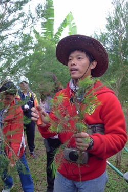 陳帥之家中種了700棵有機澳洲茶樹，發現澳洲茶樹意外適合宜蘭天氣