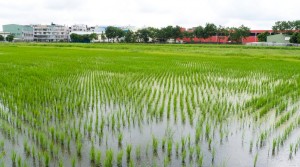 農地消失後,保證高雄淹水一定更加嚴重。(圖/袁庭堯攝)