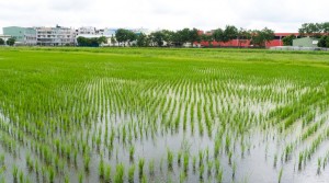 農地消失後，保證高雄淹水一定更加嚴重。(圖/袁庭堯攝)