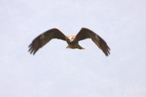 台灣黑鳶 圖/林務局提供