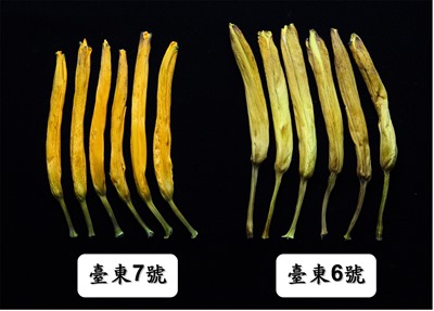 金針菜「臺東7號」無硫乾製品(左)色澤橙黃，外觀較臺東6號(右)優越