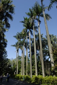 植物園大王椰子