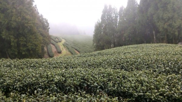 復興鄉茶園