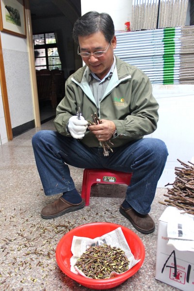 沉穩帥氣的孫昌楙大哥,削花苞中