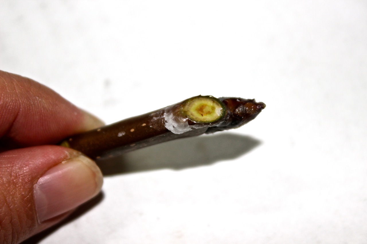 已沾蠟的梨穗