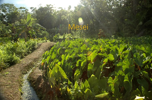 [Types of Taro Field]: 