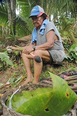 [Different Stages of Cultivation]: cleaning harvested taro (Koror-Ngermid)