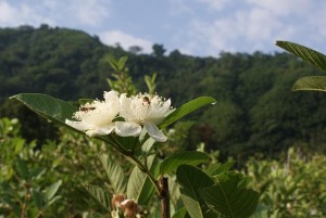 SONY DSC