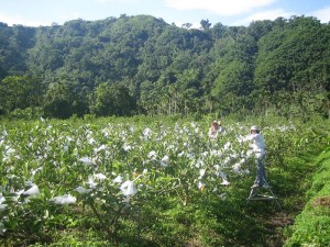 IMG_4956芭樂相片