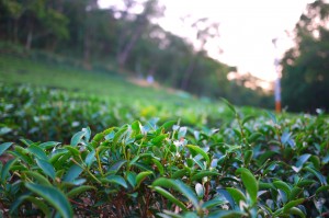 午後斜陽下的茶園,剛摘過心的茶樹枝椏,似乎也微微透出光來,靜靜地展現生命力。 P1250433