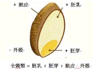 全穀飲食(whole grains diet)和無麩質飲食(gluten free diet)，逐漸形成養生風潮，但是您知道多少?政府又做了多少? 