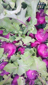 紫色結頭菜 (2)