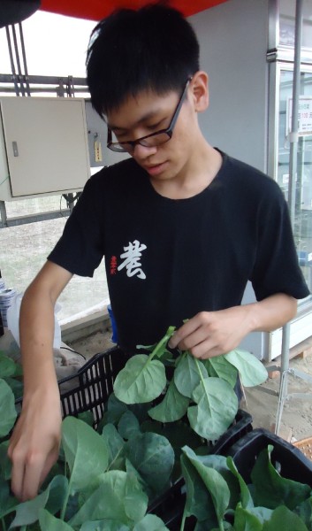 將採收的菜包裝冷藏的粽子。