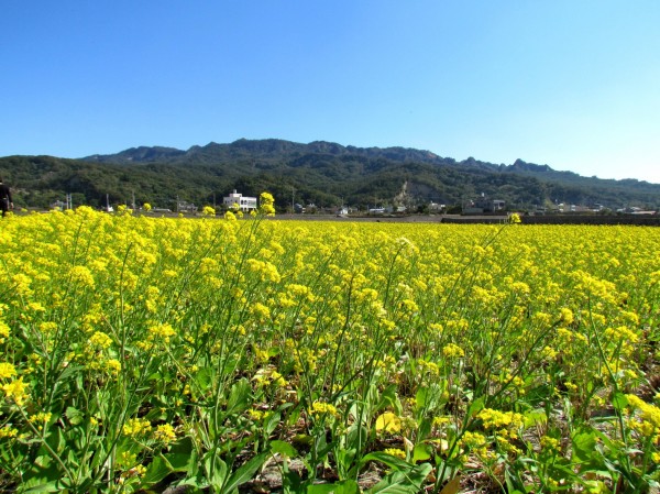 "二期稻作收割後，這裡普遍都播種油菜花或向日葵來施肥，這裡是火炎山下的農田，位於現大安溪旁。(後方是火炎山)"