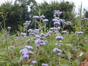 紫花霍香薊