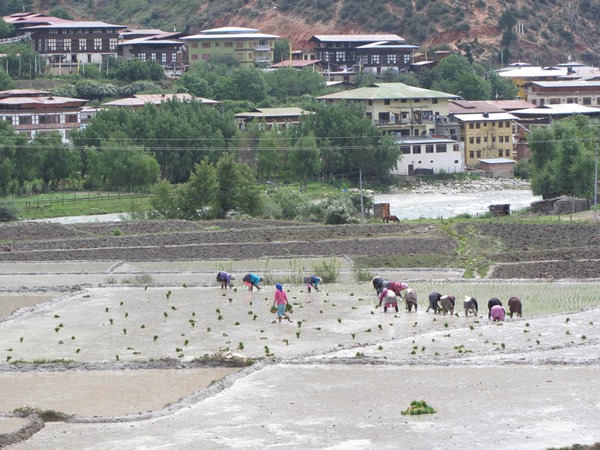 工業化程度不高的不丹,政府及人民共同珍惜潔淨的水資源 工業化程度不高的不丹,政府及人民共同珍惜潔淨的水資源