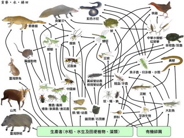 食物鏈組圖-600x450