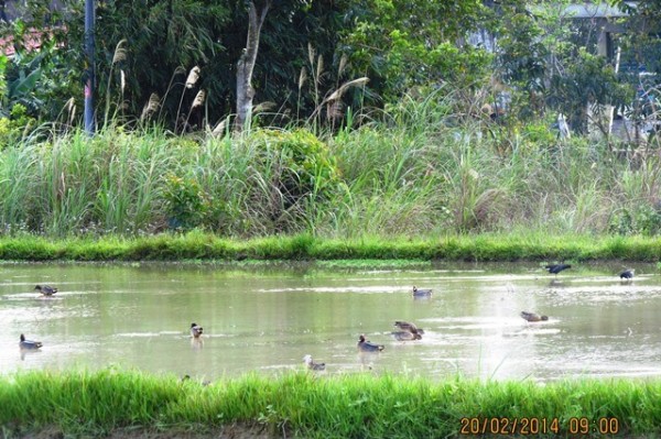 水鳥樂園