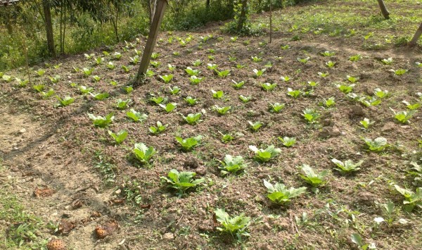 部落廚房的菜園