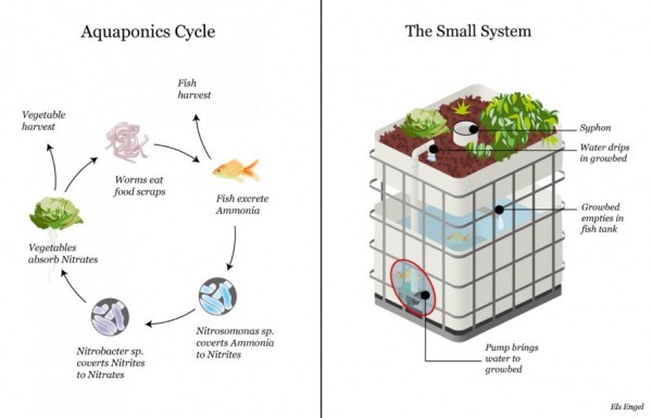 aquaponic-system-drawing-905x581