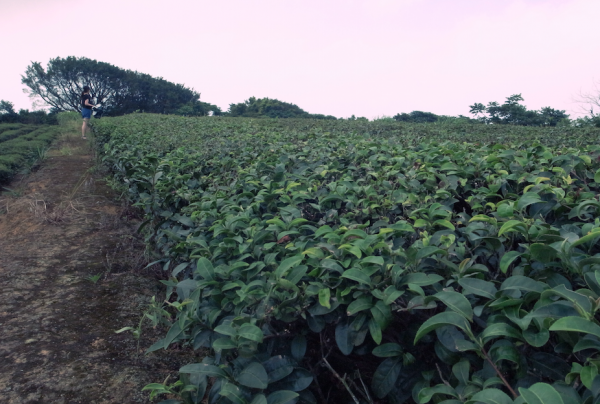 造訪小君時正是炎炎夏日，茶園蟬噪鳴鳴。（攝影/如斯，2014.06.29） 