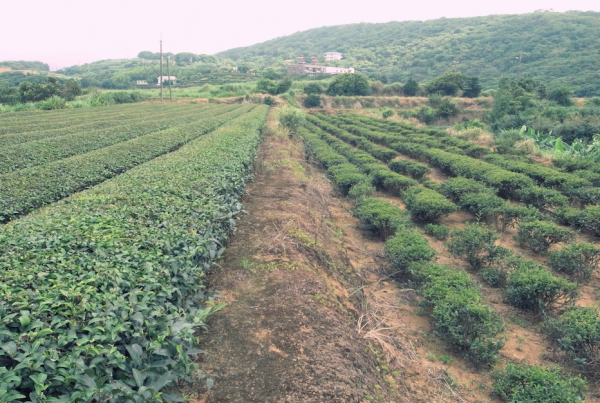 茶園一隅（攝影/如斯，2014.06.29） 