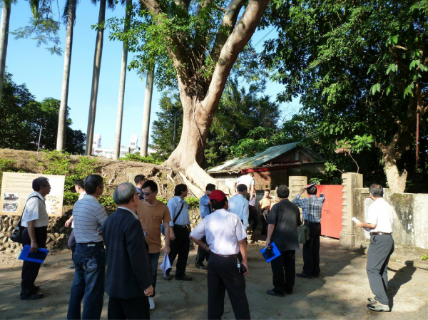 The expert on culture heritage protection is surveying. The air-raid-shelter is under the flame treeㄡ