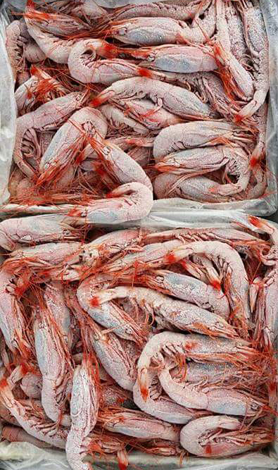 11351334_1008018992543210_7199657115515740852_n