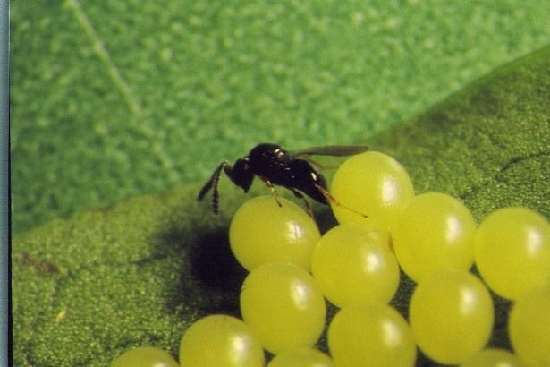 茶叶少喷农药 茶改场研究 黑卵蜂寄生克茶蚕