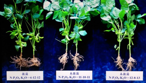 接種微生物肥料降低施肥量，促進固氮根瘤與結莢數