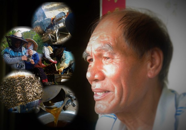 【軋蜜】─ 天黑黑,太陽公公還在睡,我們已跟著卓大哥的腳步,鬥陣去軋蜜,雙手溫柔的打開蜂箱,輕輕抖動蜂片,將蜂片放進特製的圓筒,運用離心力迅速轉動,蜂蜜一點一滴,談不上什麼豐收,背早已濕了,卻也知足的笑了。