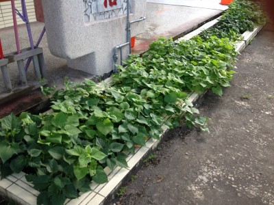 平和2015-06-16 15.57.11_調整大小