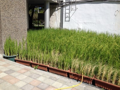 福原2015-06-17 08.56.24_調整大小