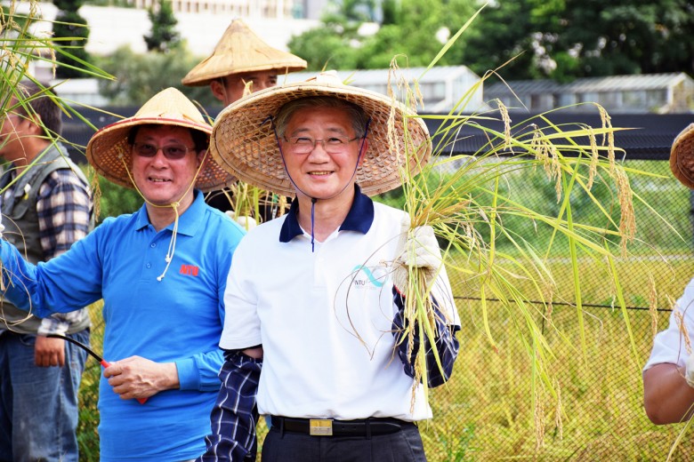 台灣大學校長楊泮池收割「鹿鳴米」，期待台大畢業生要有利他精神。（攝影／潘子祁）