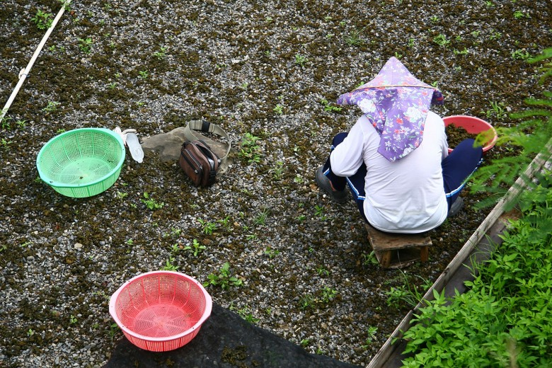 雨來菇可說是屏東滿州特有的寶藏。（圖片提供／里山生態有限公司）