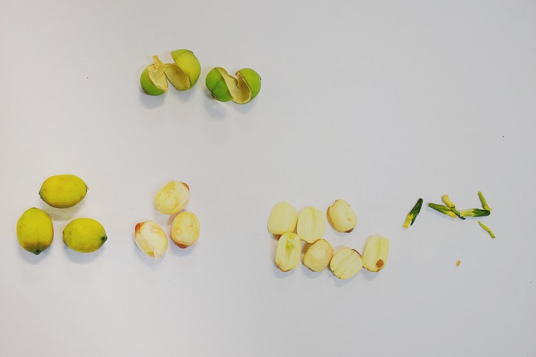 由左而右分別是完整蓮子、去殼、脫膜、去芯後的成品，最右為苦味蓮心。（攝影／潘子祁）