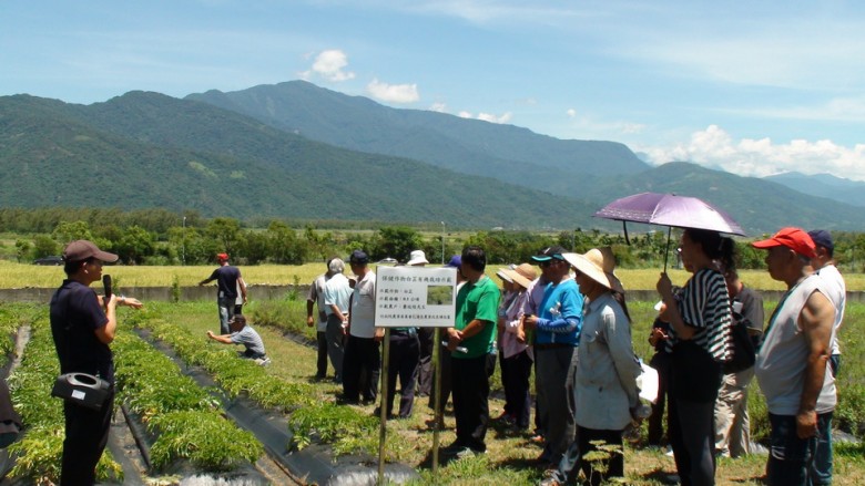 花蓮農業改良場研究人員解說有機白芷的田間栽培技術