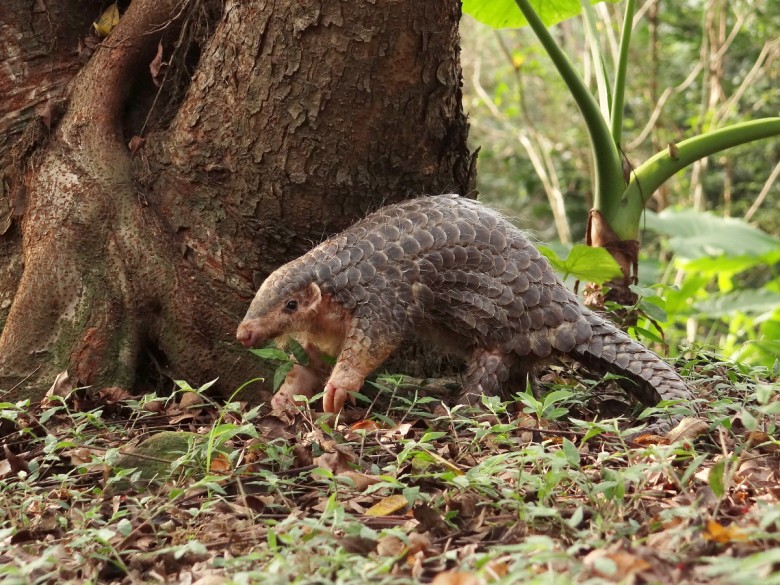 野外的穿山甲。（特生中心野生動物急救站劉佩珊提供）