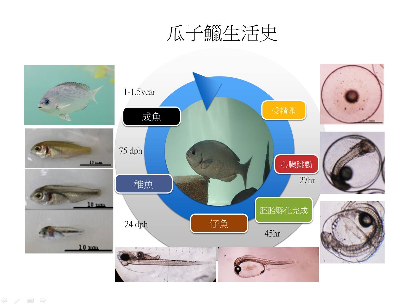 瓜子鱲人工養殖成功打破 黑毛 貴不可攀 上下游news Market 瓜子鱲人工養殖成功打破 黑毛 貴不可攀 上下游news Market