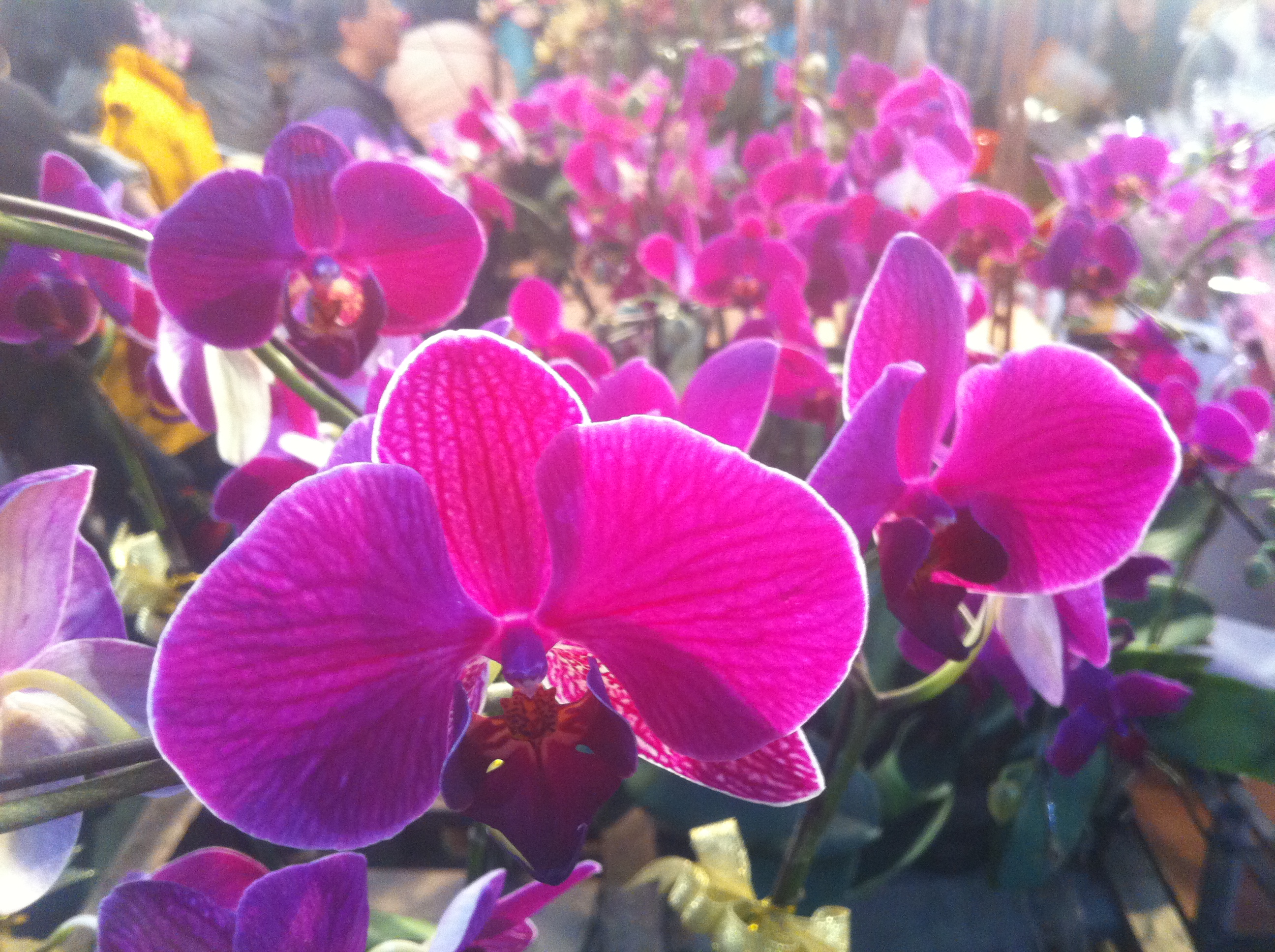 HK_CWB_維園年宵市場_Victoria_Park_Fair_-_flowers_purple_蘭花_Jan-2012_Ip4