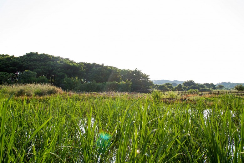 在三芝隨處可見的茭白筍田園風光。