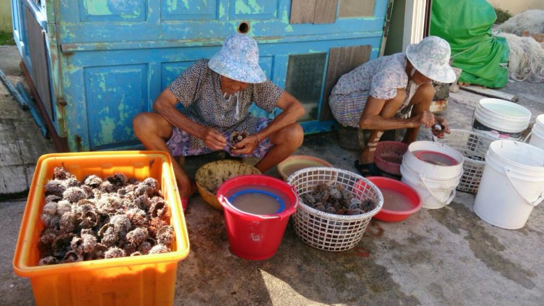 每年6月都可以在澎湖看到許多婦人剖開海膽取出生殖腺（圖片提供：陳盡川）2