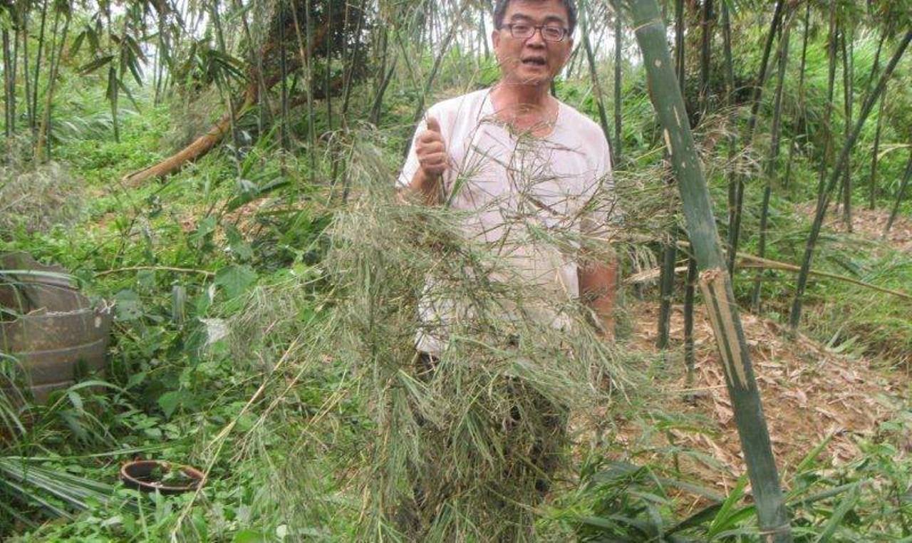 蘇迪勒颱風對竹筍產業造成嚴重傷害，被害面積超越文旦柚。（圖片提供／桃園市政府農業處）