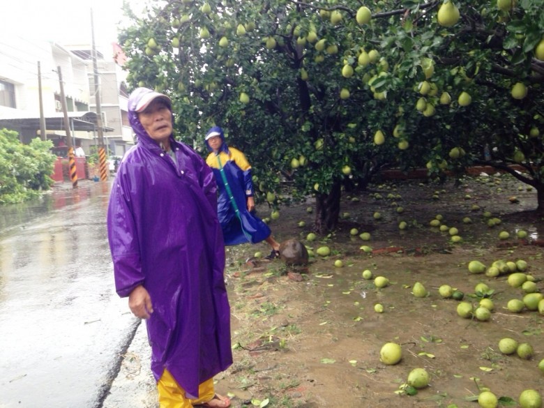 蘇迪勒颱風重創麻豆文旦近三成，為莫拉克以來最嚴重災情。(圖/麻豆區公所提供)