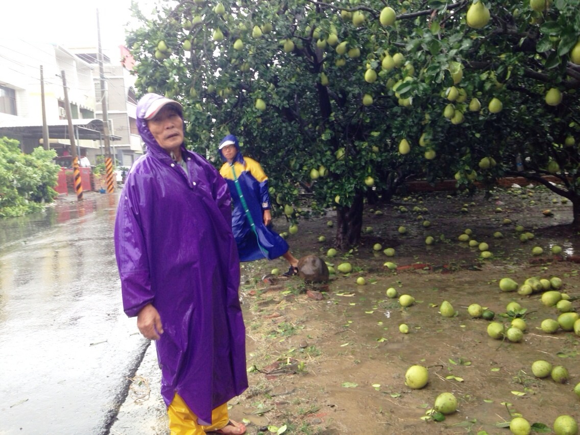 蘇迪勒颱風重創麻豆文旦近三成，為莫拉克以來最嚴重災情。(圖/麻豆區公所提供)