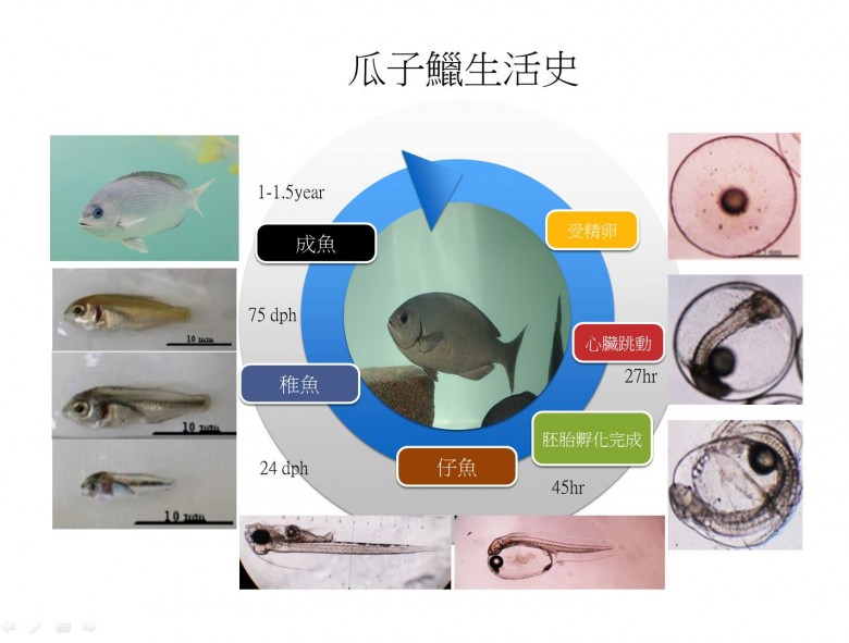 瓜子鱲约1年可为成鱼，但须再过1年才会产卵；而野生的瓜子鱲习惯于近海产卵后，再回到矶岸摄食海藻。（冉繁华提供）