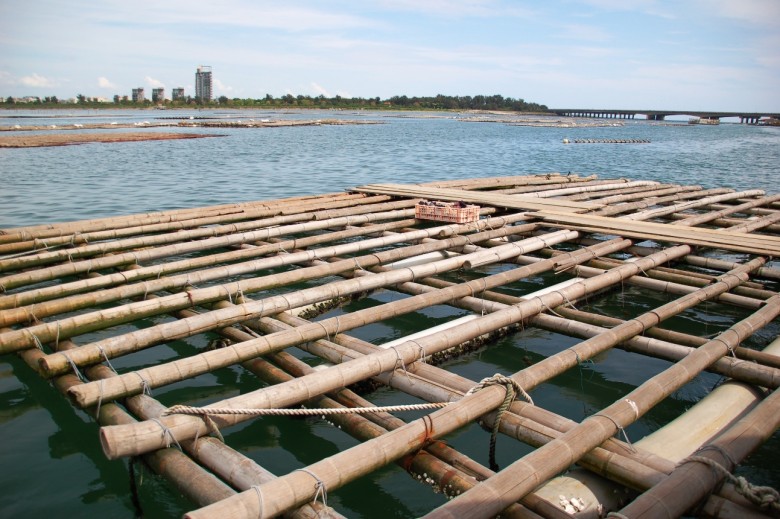 台南七股和澎湖一樣都是「浮棚式」養殖，2001年時也曾被扁蟲大軍襲擊，水試所輔導降低密度25%，存活率回升到70%～80%。（圖/林于凱攝影）